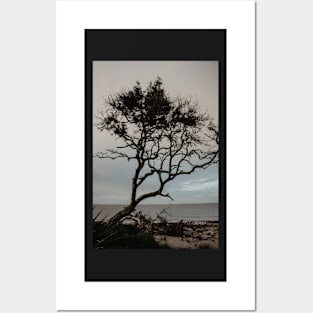 Driftwood Beach Tree Posters and Art